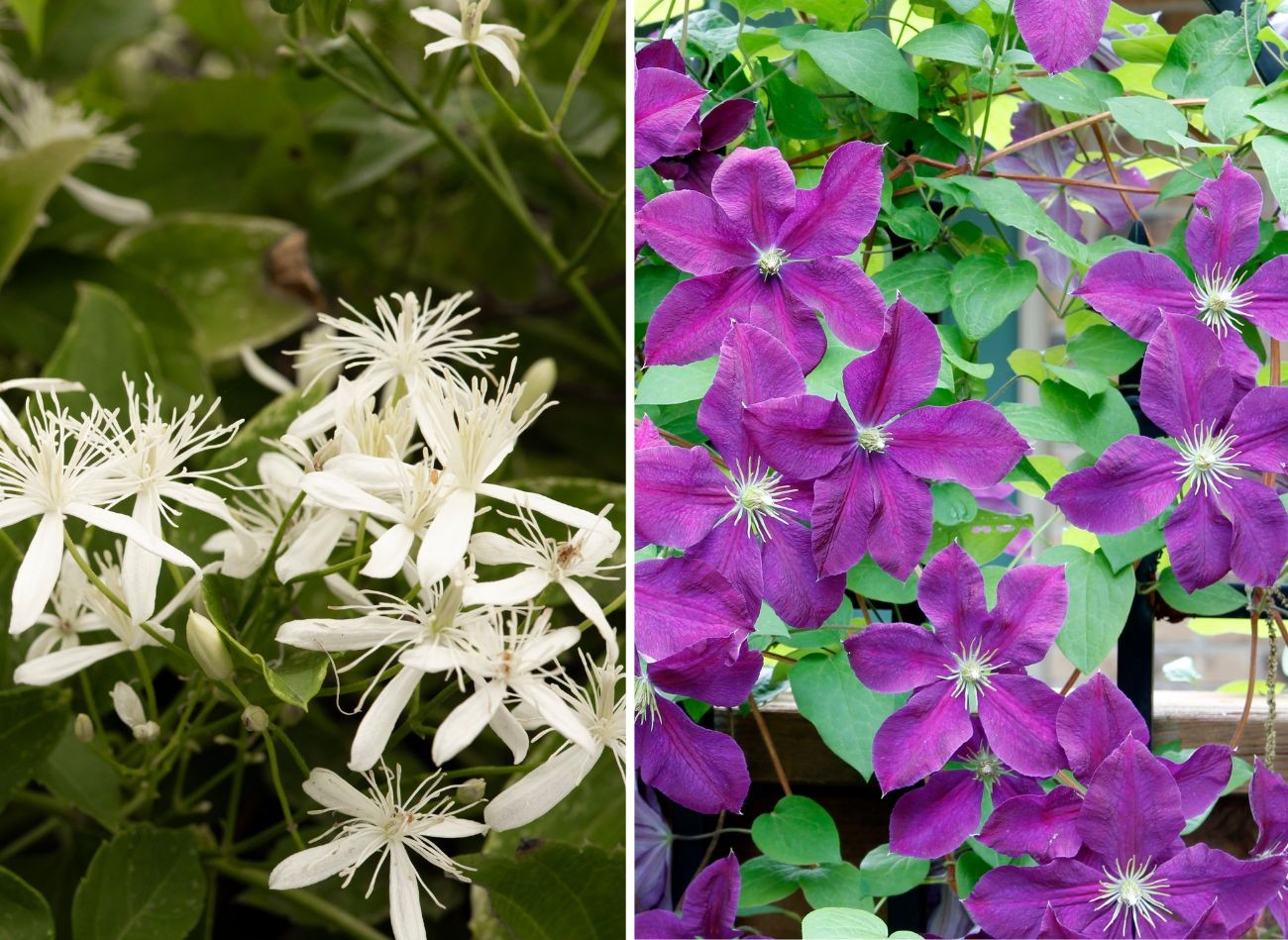 Kā un kad stādīt Clematis? Klematis pozīcijas un zemes sagatavošana