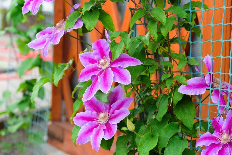 Kā un kad stādīt Clematis? Klematis pozīcijas un zemes sagatavošana