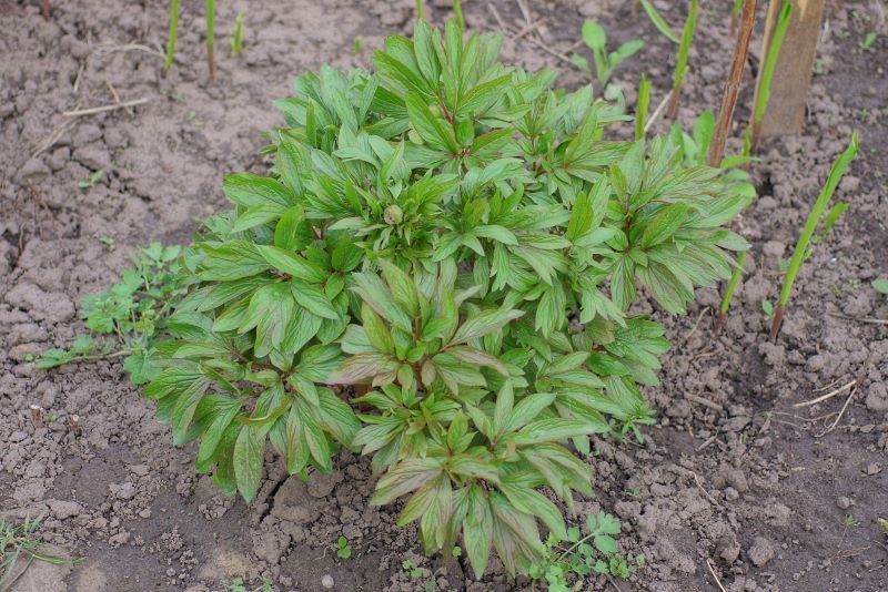 Kā aizsargāt peonijas pret slimībām?