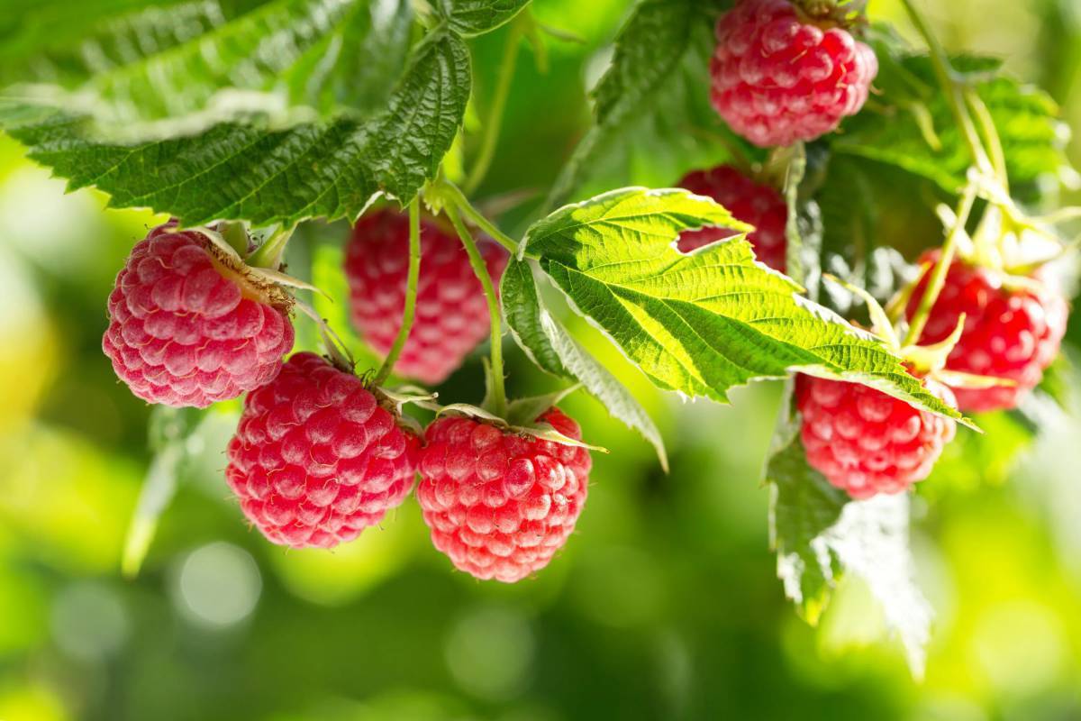 6 ātri augoši augļi, kurus var stādīt jau tagad un baudīt šovasar