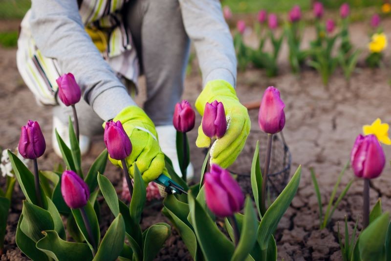 Tulpes lapām jāatstāj atlaide, līdz tās nokalst un dzeltenās.