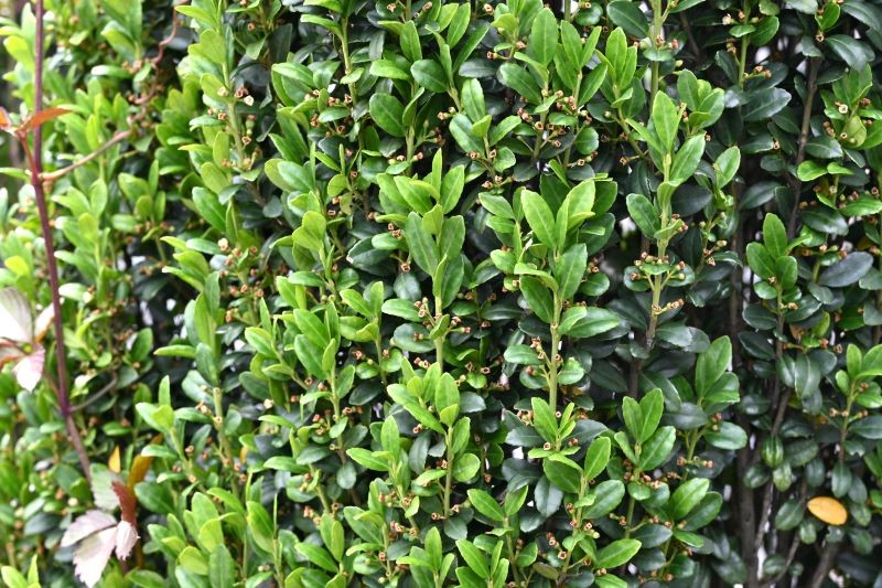 Karbowary Holly izskatās gandrīz tāds pats kā Boxwood.