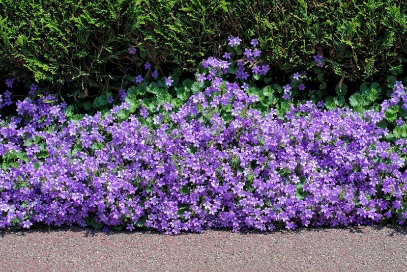 Dalmācijas zvans (Campanula Portenschlagian) iepriecinās katru ziedu mīļāko.