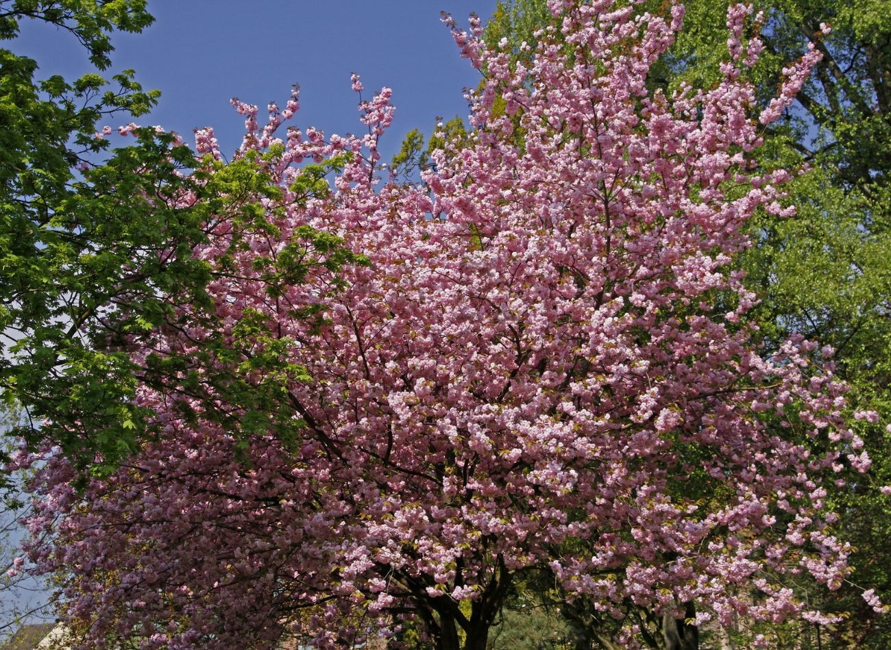 Viņam ir burvīgi ziedi un vēl skaistākas lapas. Cherry Plum 'Pissardii' - kultivēšana un lietošana dārzā