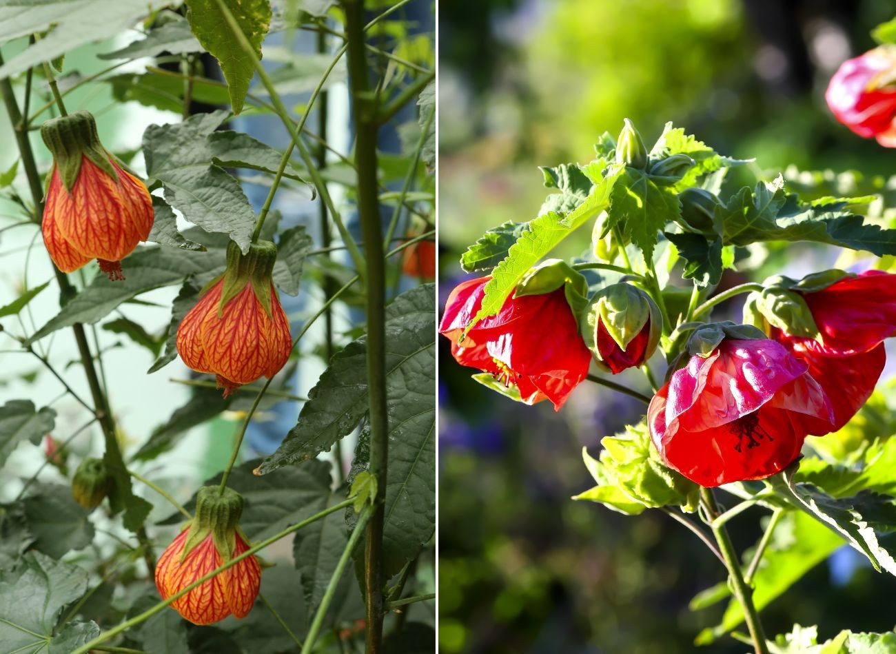 Oriģināls augs augšanai dārzā un katlā. Abutilon - prasības un kultivēšana