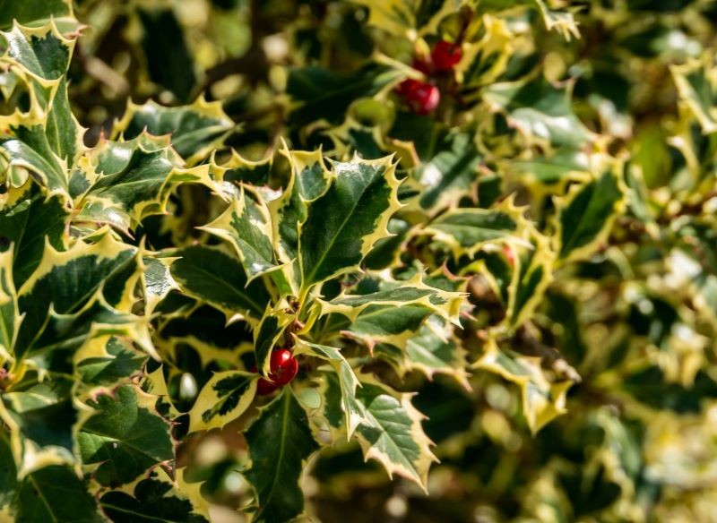 Draudzes Holija 'Argentea marginata' izskatās pievilcīga jebkurā gada laikā.