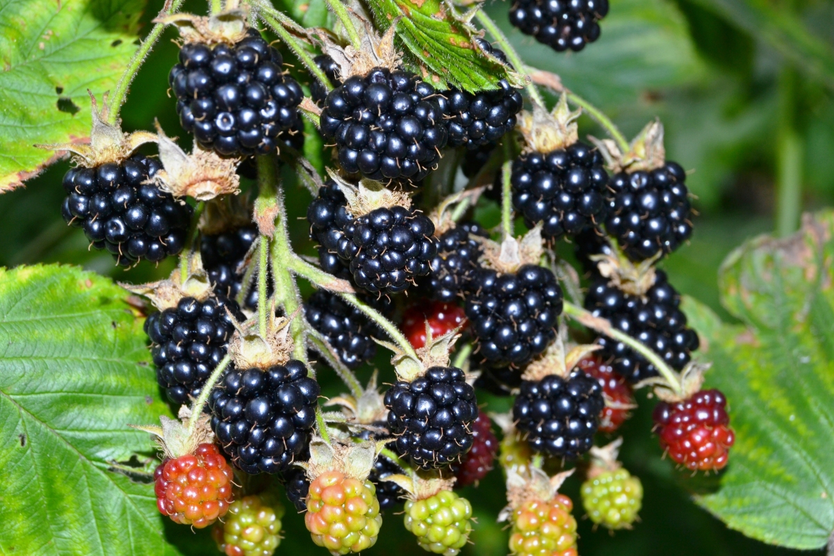 6 ātri augoši augļi, kurus var stādīt jau tagad un baudīt šovasar
