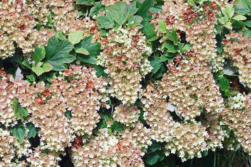 Dębolist hortenzija (hypherange querticifolia) pārsteidz ne tikai ar ziediem, bet arī ar lapām.
