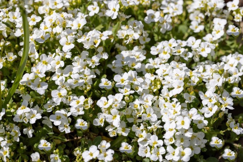 Kaukāza zoss (arabis kaukāza) neprasa biežu laistīšanu.