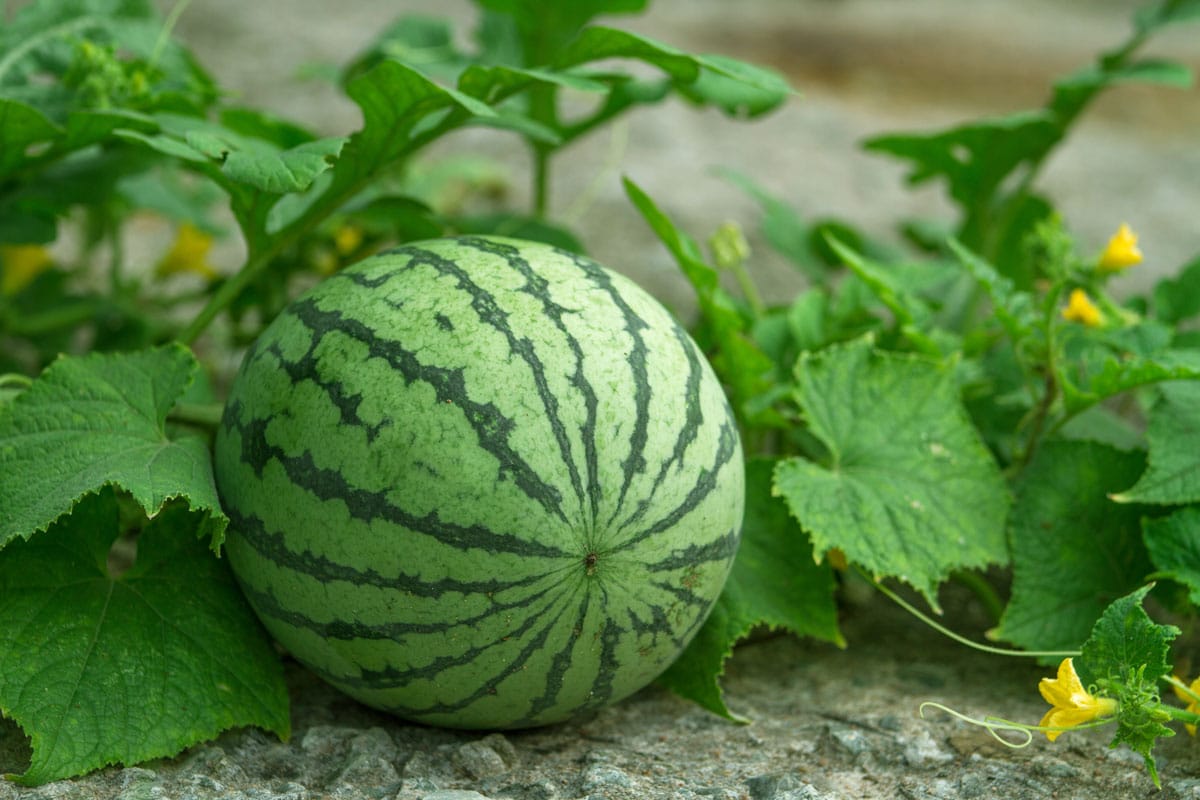 6 ātri augoši augļi, kurus var stādīt jau tagad un baudīt šovasar
