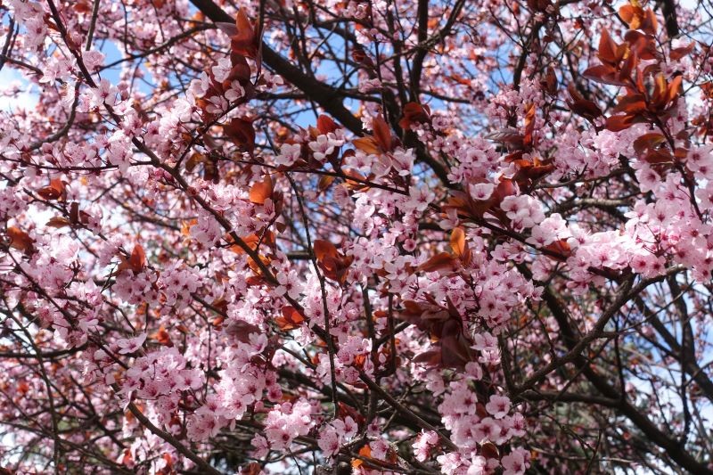 Cherry Plum 'Pissardia' ir skaista un izturīga.