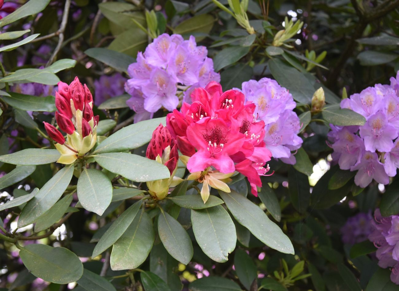 5 visizplatītākās kļūdas rododendru audzēšanā. Tāpēc rododendrons zied slikti un ir slims