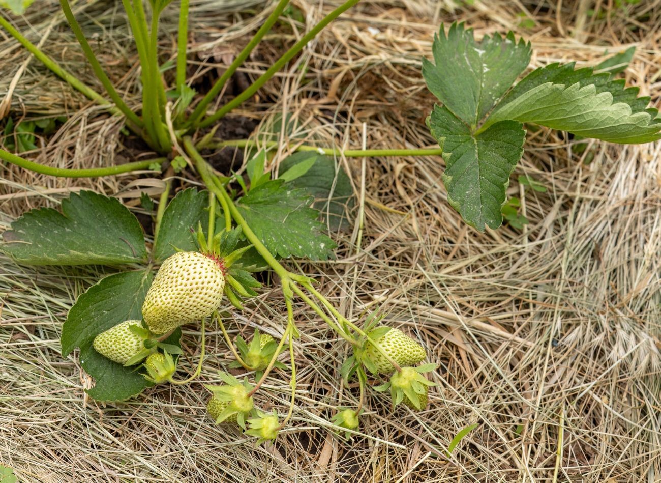 Kā iegūt saldas zemenes? Laistīšanai izmantojiet vienkāršu, dabisku mēslojumu