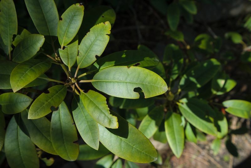 Kā glābt rododendronu no pietūkuma? 