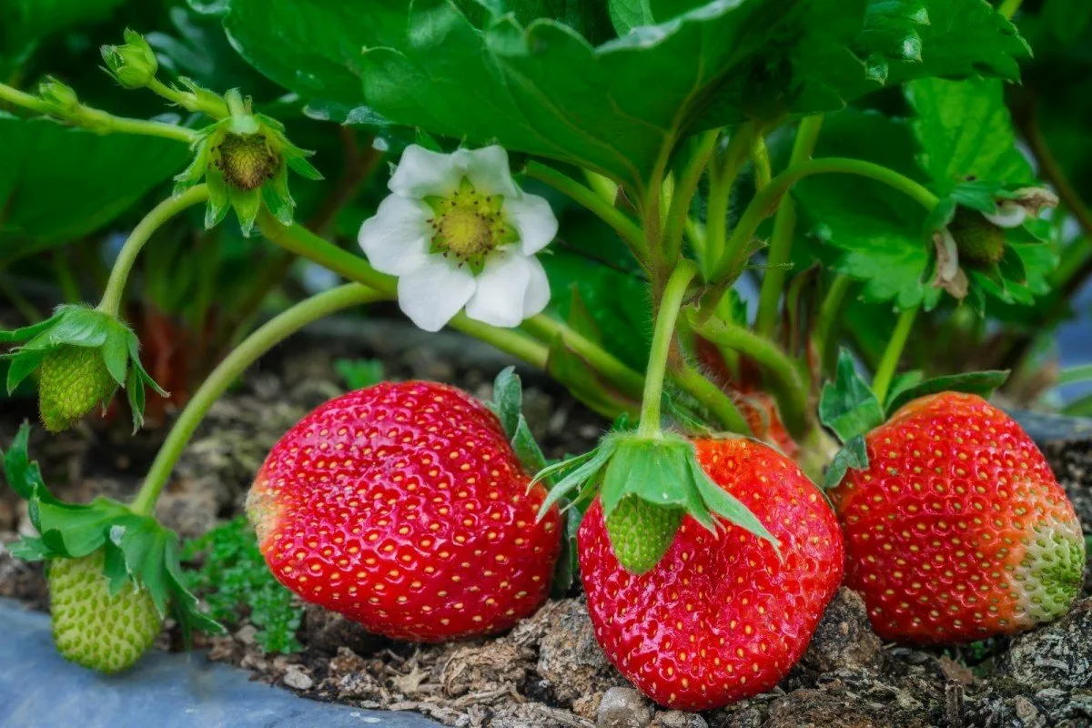 6 ātri augoši augļi, kurus var stādīt jau tagad un baudīt šovasar